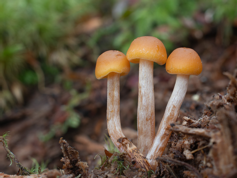 Gymnopilus bellulus Gymnopilus bellulus